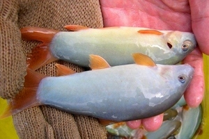 Cá heo nước ngọt: Đặc sản của miền Tây