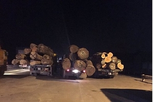 Hải Dương: Chặn bắt đoàn xe chở gỗ quá tải trên 400%