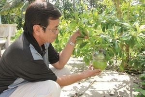 Trái cây lạ chưng Tết Ất Mùi: Đào tiên hồ lô ông Quốc