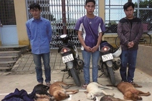 [Photo] Trộm cướp chó và sự cảnh báo về trật tự xã hội