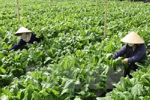 Áp dụng và nhân rộng GAP cơ bản trong sản xuất cây trồng an toàn