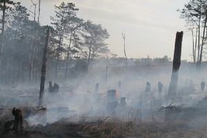 Đắk Nông: Xử lý các đối tượng để rừng thông 30 năm bị hủy hoại