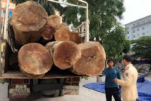 Bắt giữ hai xe tải chở 73 tấn gỗ táu không rõ nguồn gốc