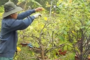 Làm giàu từ nghề chăm sóc mai cảnh