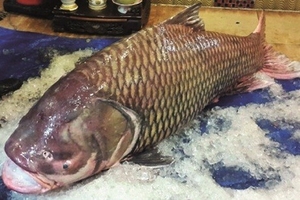 TP.HCM: Hai cha con bắt được cá hô “khủng”, bán được hàng trăm triệu đồng