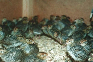 Quảng Ngãi: ổ dịch chim cút bị nhiễm cúm A/H5N1 và A/H5N6