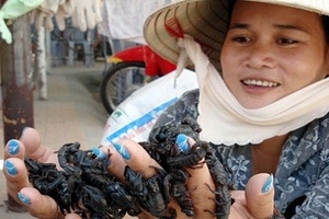 Rợn người với việc mưu sinh bằng nghề bắt bọ cạp núi