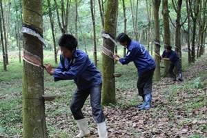 Đổi mới, nâng cao hiệu quả của công ty nông, lâm nghiệp