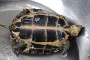 Phú Yên: Người dân bỏ làm đồng săn rùa vàng giá "khủng"