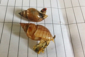 Xác minh loại ốc lạ khiến ba ngư dân tử vong