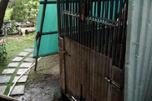 Gấu nặng 100kg cắn đứt tay cậu bé 3 tuổi