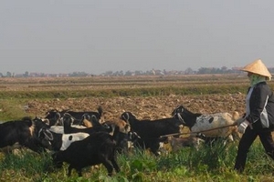 Đàn “dê vàng” của lão nông ở Bắc Ninh