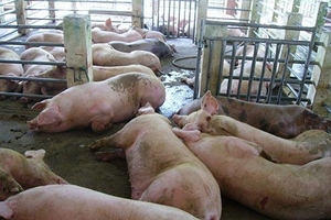 Bắt quả tang nhiều hành vi bơm nước vào lợn