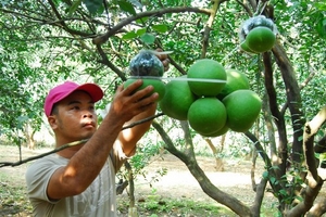 "Đắt như tôm tươi" với bưởi hồ lô giá khủng