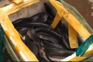 Thủy sản nhập lậu "vượt biên" về Hà Nội dịp giáp Tết