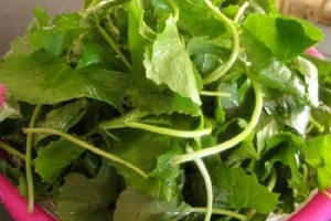 Thực hư “tiên dược” rau má chữa bệnh “khó nói” cho “quý ông”