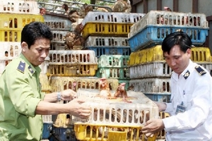 Quảng Trị: Bắt gần 1 tấn gà nhập lậu từ Lào về Việt Nam