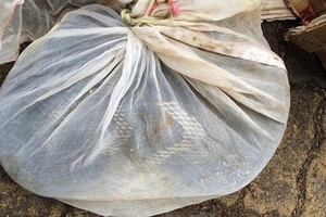 Hà Nội: Tá hỏa phát hiện hổ mang chúa nặng 3kg trên xe khách