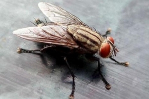 Vụ “con ruồi giá 500 triệu trong chai nước Number One”: Tân Hiệp Phát “đánh úp”