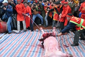 Hôm nay: Chính thức "khai đao" chém lợn ở Bắc Ninh