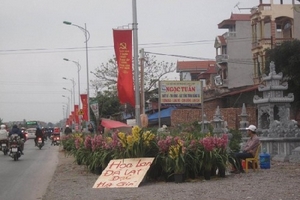 Sau Tết, hoa “đại gia” thành “đại hạ giá”