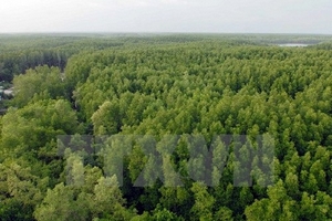 8,8 triệu euro bảo vệ rừng ngập mặn Đồng bằng Sông Cửu Long