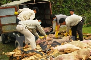 “Siết” việc nhập lậu gia súc qua biên giới để ngăn dịch bệnh lây lan