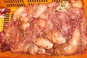 Bắt hơn 300 kg thịt bò thối từ thủ đô "tuồn" về tỉnh