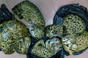 Nghệ An: Tịch thu 6 cá thể mèo rừng quý hiếm