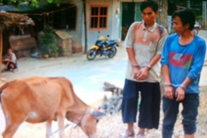 Thanh Hóa: Liên tiếp bắt giữ các đối tượng trộm cắp bò