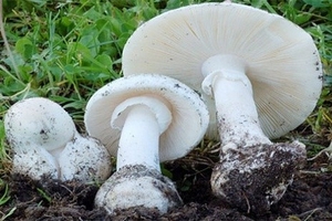 Ăn nấm lạ, cả gia đình nhập viện, 2 người tử vong