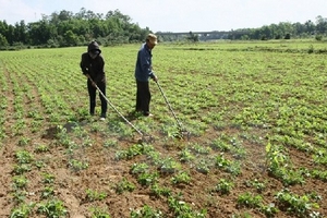 Quảng Ngãi xuất hiện “cơn mưa vàng” giải nhiệt cho cây trồng