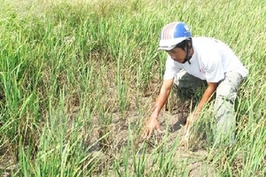 Ninh Thuận, Khánh Hòa có thể bị hạn hán, thiếu nước nghiêm trọng
