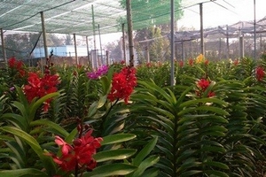 Ông Kiều Công Tâm – tấm gương làm kinh tế giỏi xã Tân Kiên