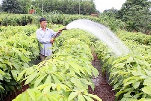 Hơn 43.000 hộ nông dân thoát nghèo nhờ trồng rừng hiện đại