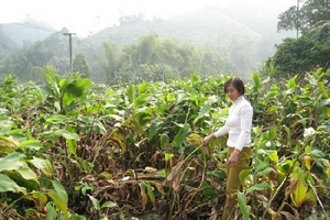 Chính sách tín dụng ưu đãi cho người nghèo: Cần tập trung nguồn lực, tránh dàn trải, manh mún