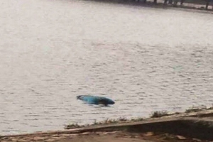 Hà Nội: Xác nữ giới nổi trên mặt hồ Thanh Nhàn