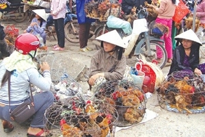 Tăng cường công tác phòng chống cúm gia cầm lây sang người