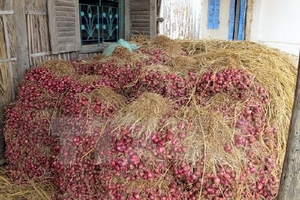 Ngành Đường sắt vận chuyển miễn phí hành tím cho nông dân