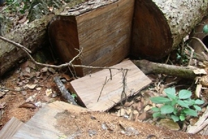 Tình trạng lâm tặc trộm nghiến ở Tuyên Quang: Khó tránh khỏi!