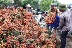 Bộ Công Thương đưa nhiều giải pháp để vải thiều "được mùa được giá"