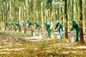 Đề xuất giảm tuổi nghỉ hưu cho lao động nữ cạo mủ cao su