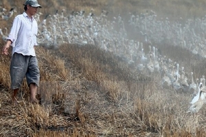 Phát hiện đàn vịt nuôi bị nhiễm virus cúm H5N1 ở Ninh Thuận