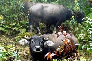 Lão nông và “cuộc chiến không khoan nhượng” với trâu rừng