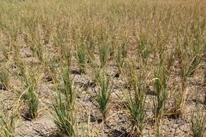 Người dân xứ Nghệ quay cuồng trong nắng nóng kinh hoàng