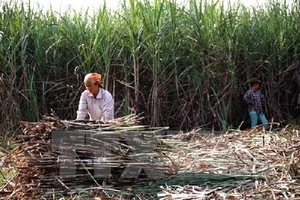 Ngành mía đường đứng trước "bài toán" thiếu hụt nguyên liệu