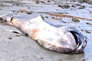 Nghệ An: Xác cá mập dài hơn 5m dạt vào bãi biển