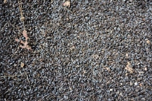 Phú Yên: Người dân hoang mang vì xuất hiện loài bọ lạ