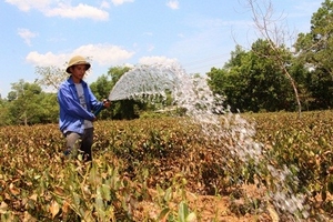Nắng nóng kéo dài chè chết khô ở Hà Tĩnh