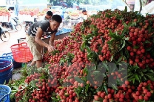 Một nửa số vải thiều tiêu thụ của Bắc Giang đã được xuất ngoại